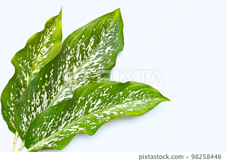 Dumb cane leaves on white background. Dumb cane leaves on white background. 98258446