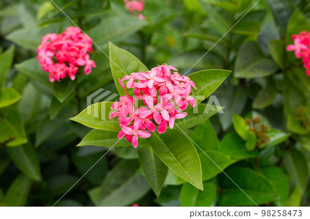 Ixora flower in the garden 98258473