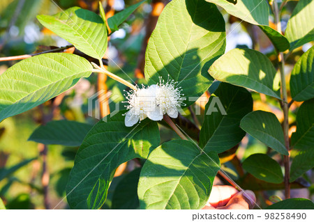 Guava leaves with white flower 98258490