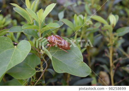 Cicada shell Cicada shell 98258699