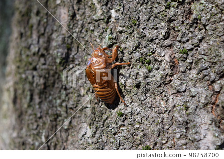Cicada shell 98258700