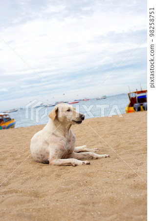 A dog relaxing on the beach. summer concept 98258751