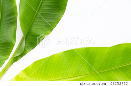 Banana leaves on white background. 98258752