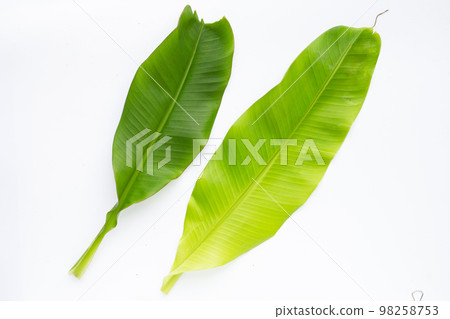 Banana leaves on white background. Banana leaves on white background. 98258753