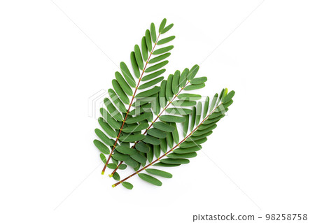 Sesbania Grandiflora leaves on white background. Sesbania Grandiflora leaves on white background. 98258758