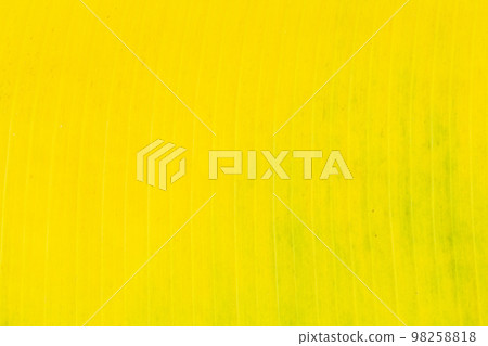 Yellow banana leaf for background Yellow banana leaf for background 98258818