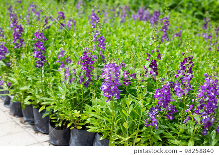 Beautiful angelonia goyazensis benth in the park Beautiful angelonia goyazensis benth in the park 98258840