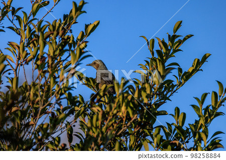 Bulbul perching on a tree branch in the park 98258884