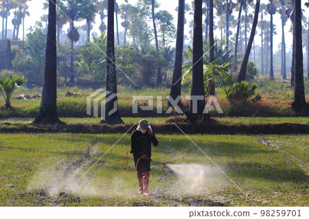 Man farmer to spray herbicides or chemical fertilizers on the fields green rice growing. Phetchaburi ,Thailand 98259701