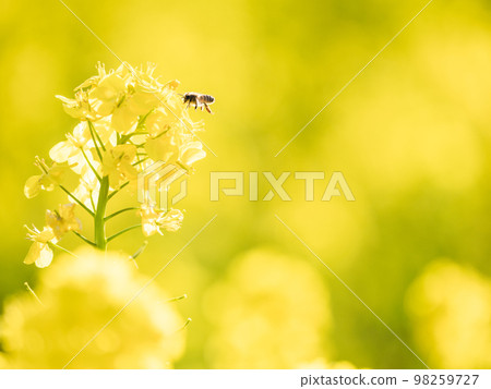 Shining rape blossoms and bees 98259727