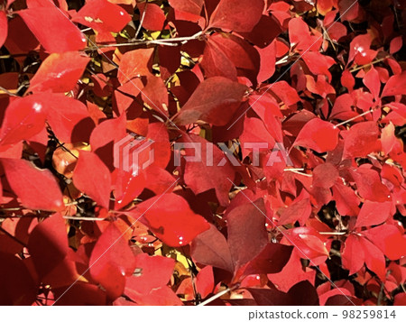 Autumn leaves Autumn leaves 98259814