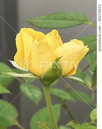rose rose 98259815