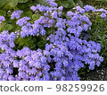 Purple flower 98259926