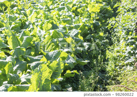 organic vegetable garden 98260022