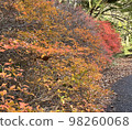 Autumn leaves 98260068