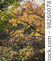 Autumn leaves 98260078