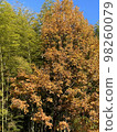 Autumn leaves 98260079