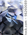 Hydrangea macro from a micro perspective 98260089