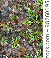 Green of fallen leaves 98260195