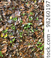 Green of fallen leaves 98260197