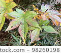 Dead leaves 98260198