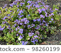 Purple flower 98260199