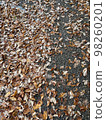 Fallen leaves  98260201