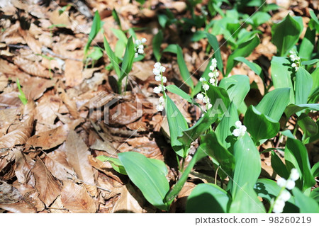 cute little lily of the valley white flower 98260219