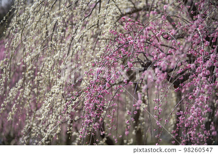 Inabe Bairin Park 98260547