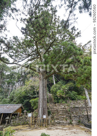 Tenonji Temple (Okazaki City) Large cedar tree in honor of Prince Ieyasu 98260560