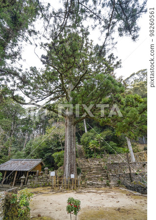 Tenonji Temple (Okazaki City) Large cedar tree in honor of Prince Ieyasu 98260561