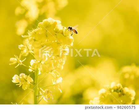閃耀的油菜花和蜜蜂 閃耀的油菜花和蜜蜂 98260575