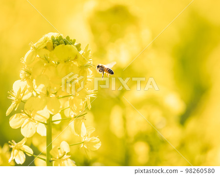 閃耀的油菜花和蜜蜂 98260580