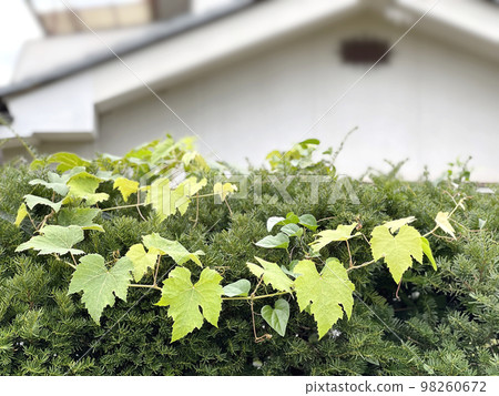 Ivy-covered hedge and house blur 98260672