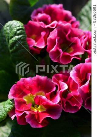 Primula Julian Hatsukoi 系列 Premium Primula Julian Hatsukoi 系列 Premium 98260691