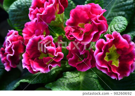 Primula Julian Hatsukoi 系列 Premium 98260692