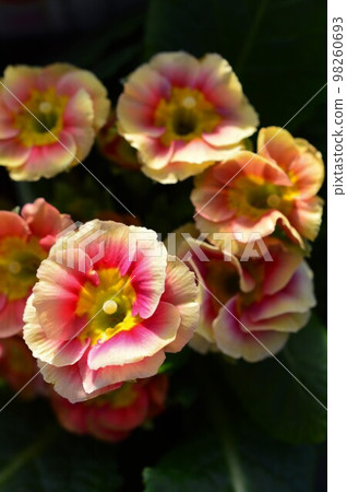 Primula Julian Hatsukoi Series Premium 98260693