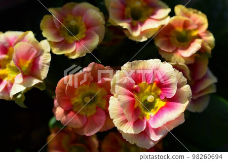 Primula Julian Hatsukoi Series Premium 98260694