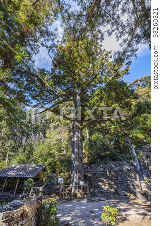 Tenonji Temple (Okazaki City) Large cedar tree in honor of Prince Ieyasu Tenonji Temple (Okazaki City) Large cedar tree in honor of Prince Ieyasu 98260821