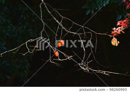 Autumn leaves in Nara Autumn leaves found at Shoryakuji Temple 98260993