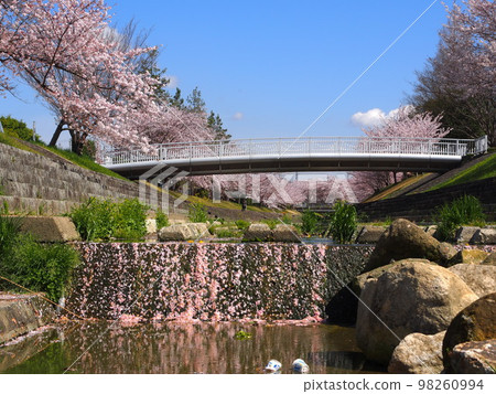 Scenery of cherry blossoms along the Minase River 98260994