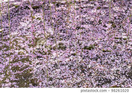 鈴鹿森林公園的垂枝梅樹 鈴鹿森林公園的垂枝梅樹 98261020