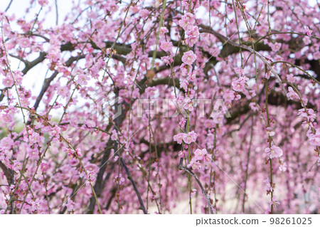 鈴鹿森林公園的垂枝梅樹 98261025