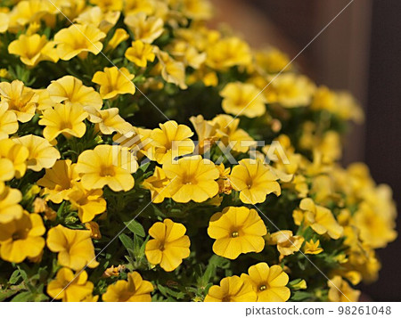 黃色矮牽牛花 黃色矮牽牛花 98261048