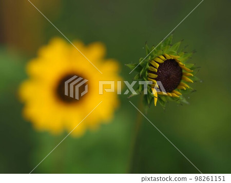 向日葵花特寫鏡頭在花壇的 98261151