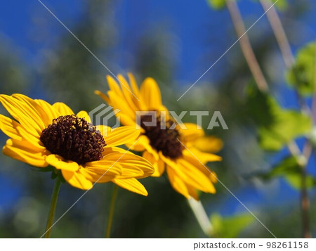 Close-up of sunflower flowers in the flower bed 98261158