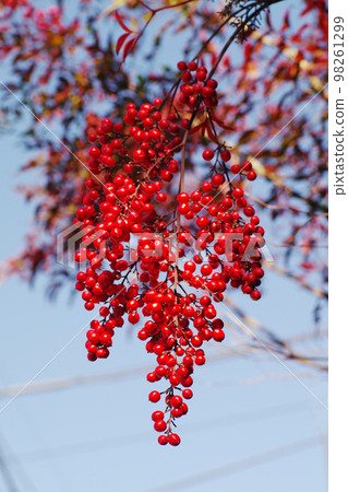Bright red ripe nanten (nanten) fruit shines in the blue sky 98261299