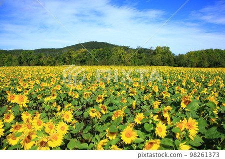 Abashiri City Omagari Lake Gion ground sunflower Abashiri City Omagari Lake Gion ground sunflower 98261373