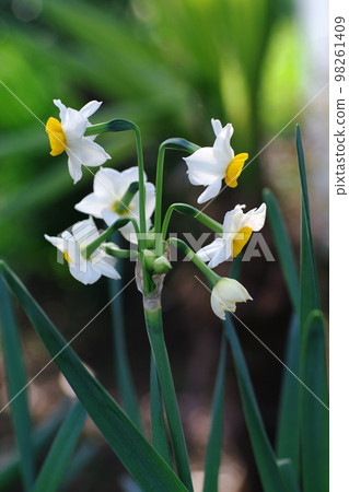 You will be healed by the refreshing flowering of daffodils You will be healed by the refreshing flowering of daffodils 98261409