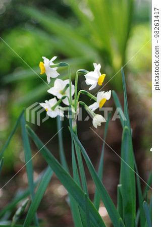 You will be healed by the refreshing flowering of daffodils You will be healed by the refreshing flowering of daffodils 98261417